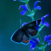 butterfly dp whatsapp